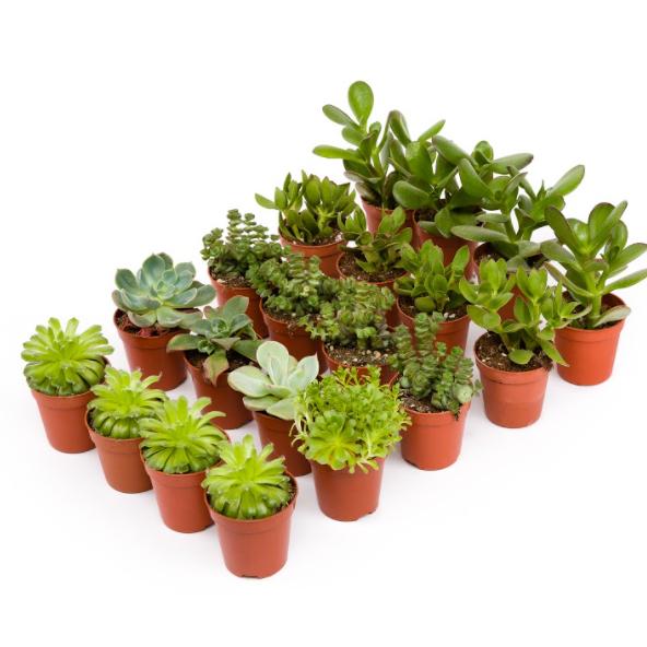 Tablett Crasas 8,5 cm 12 und