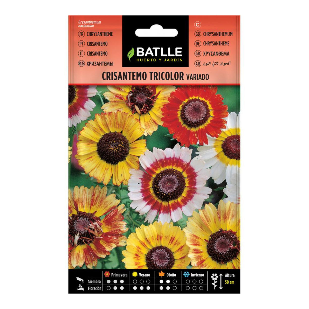 Batlle assorted tricolour chrysanthemum seeds