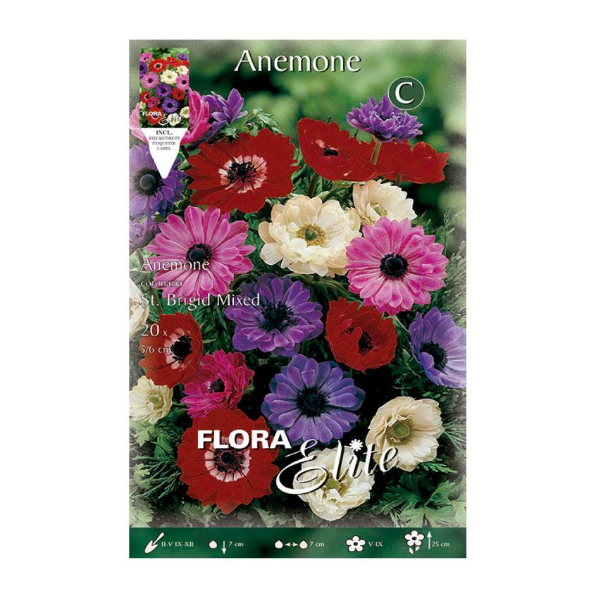 Santa Brigida Anemone Bulbs, 20-piece mix