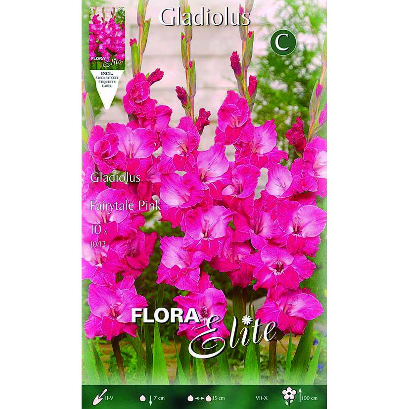 Bulbes de glaïeuls fuchsia électrique 10 unités