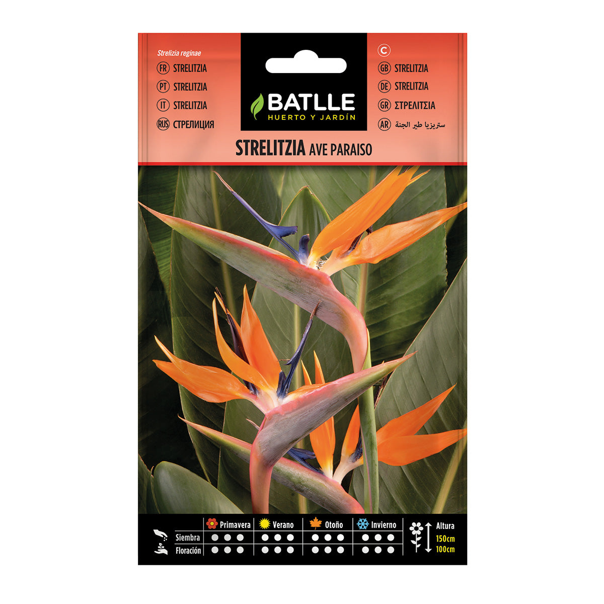 Frön av Strelitzia Paradisfågel Batlle