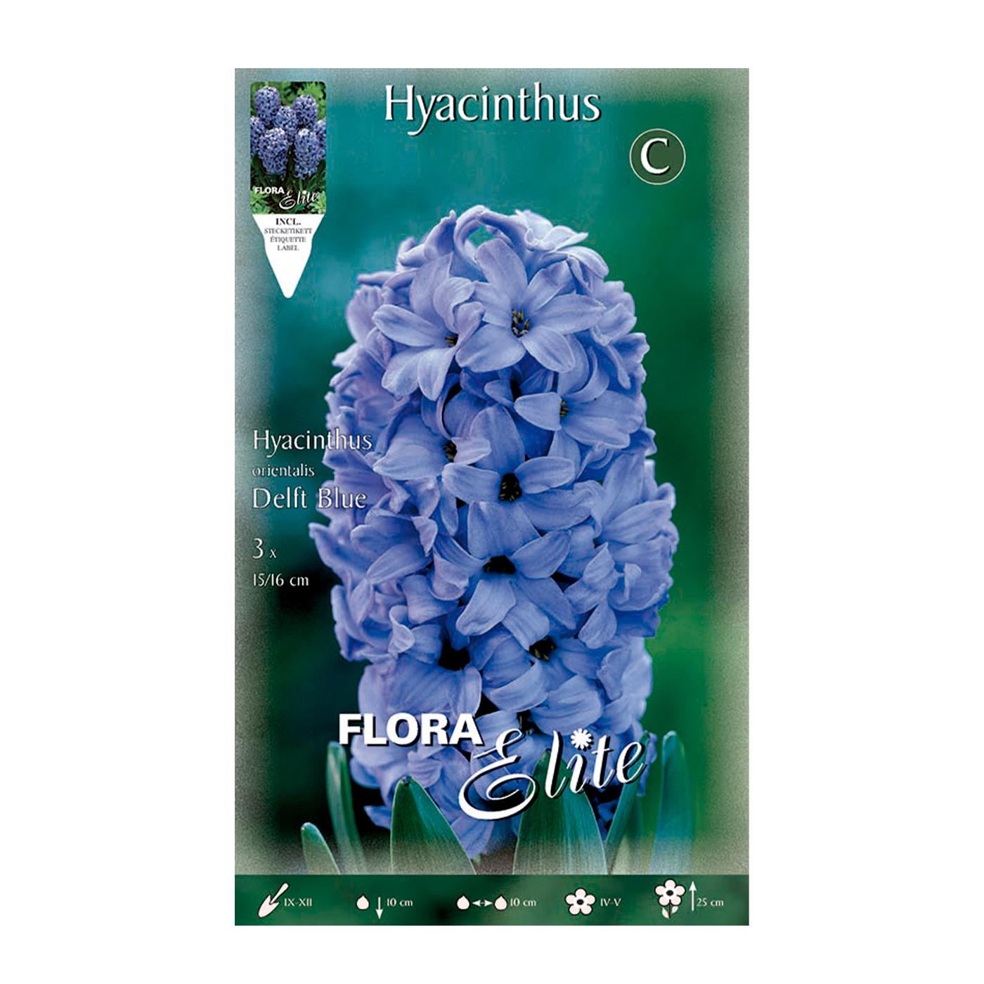 Blue Hyacinth Bulbs, 3 pcs