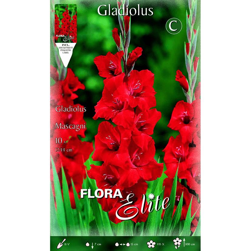 Lökar av gladiolus, röd, 10 st.