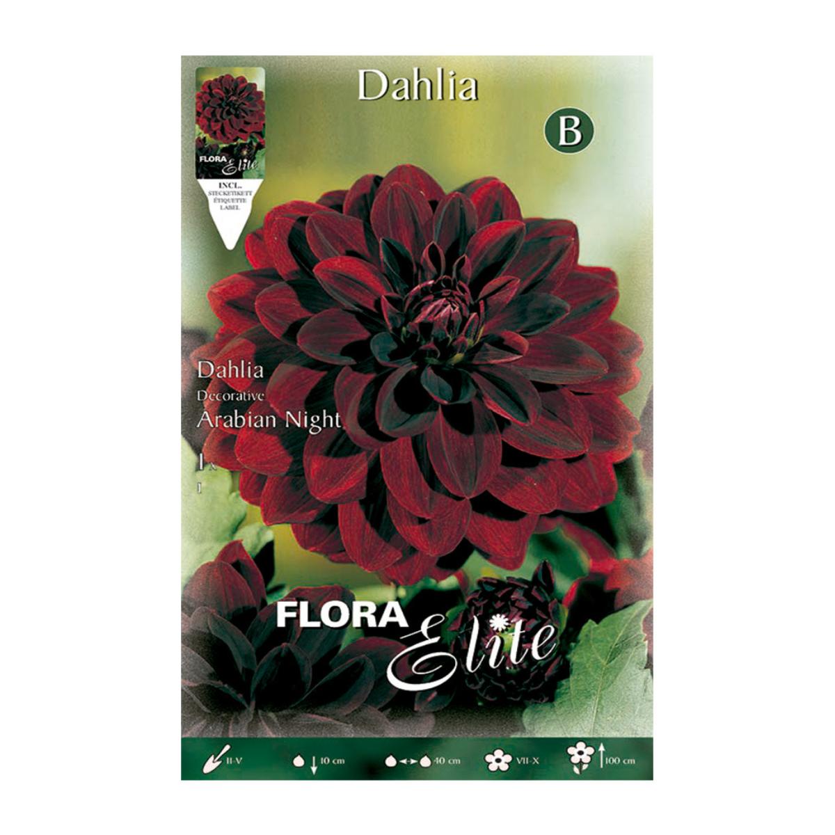 Bulbo di dalia decorativa rosso velluto 1 pz