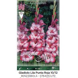 Lila gladiolenbol P. rood 70 stuks
