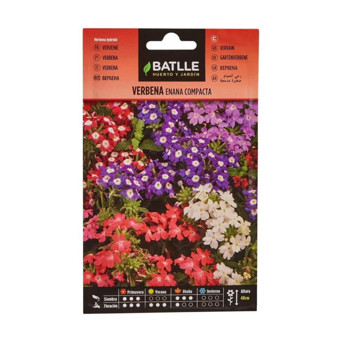 Graines de verveine naine compacte Batlle