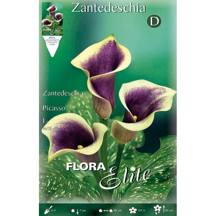 Picasso Violet Calla Lily Bulb, 1 pc