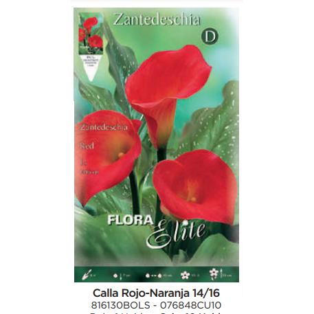 Red-orange Calla Lily Bulb 1 unit