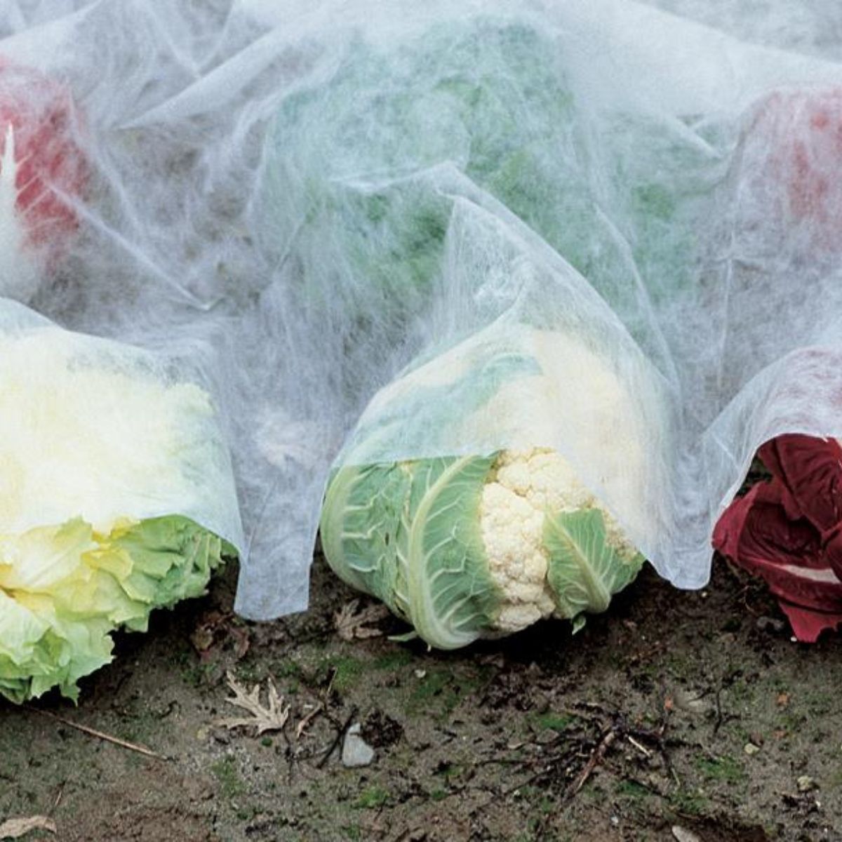 Frostschutzvlies Verdemax 4 x 5 m