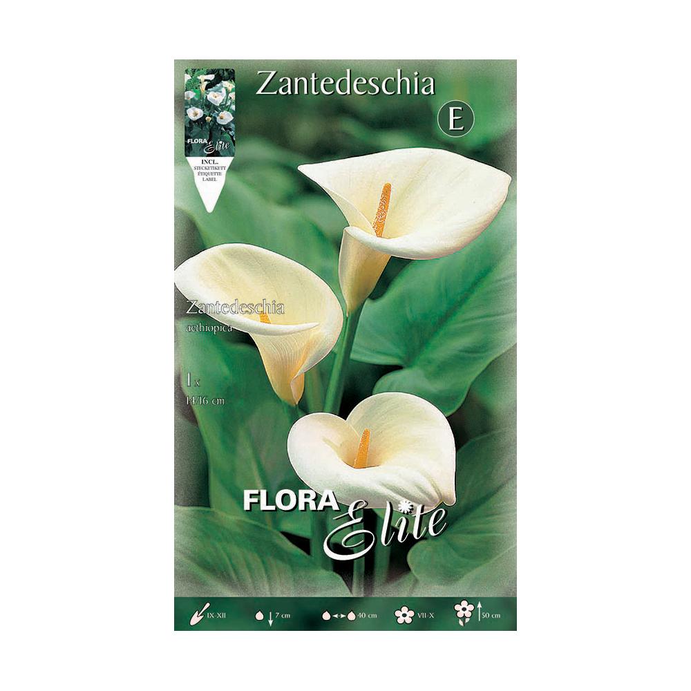 Cebulka Calla aethiopica biała 1 szt.