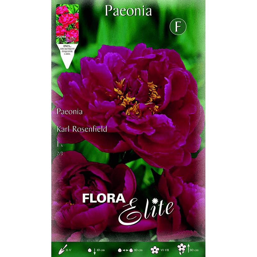 Bulbo di peonia rossa