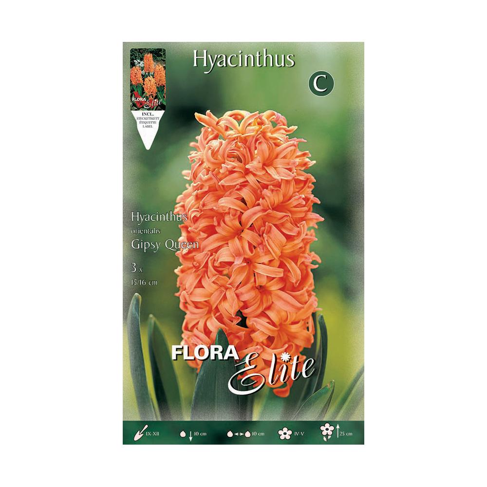 Orangefarbene Hyazinthenknollen 3 Stück