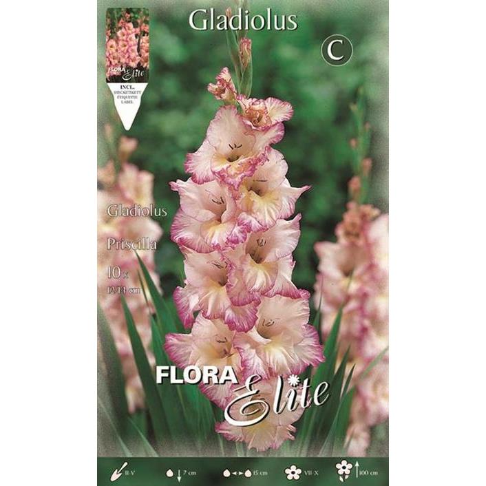 Witte gladiolenbol met roze strepen 10 stuks