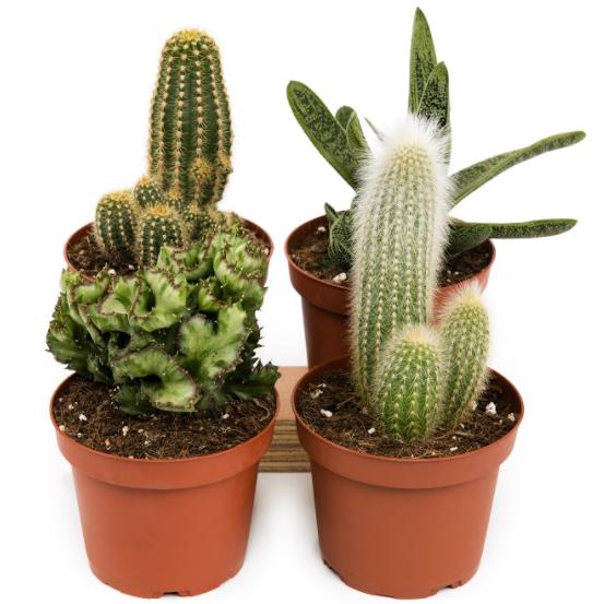 Cactus unit 8.5 cm