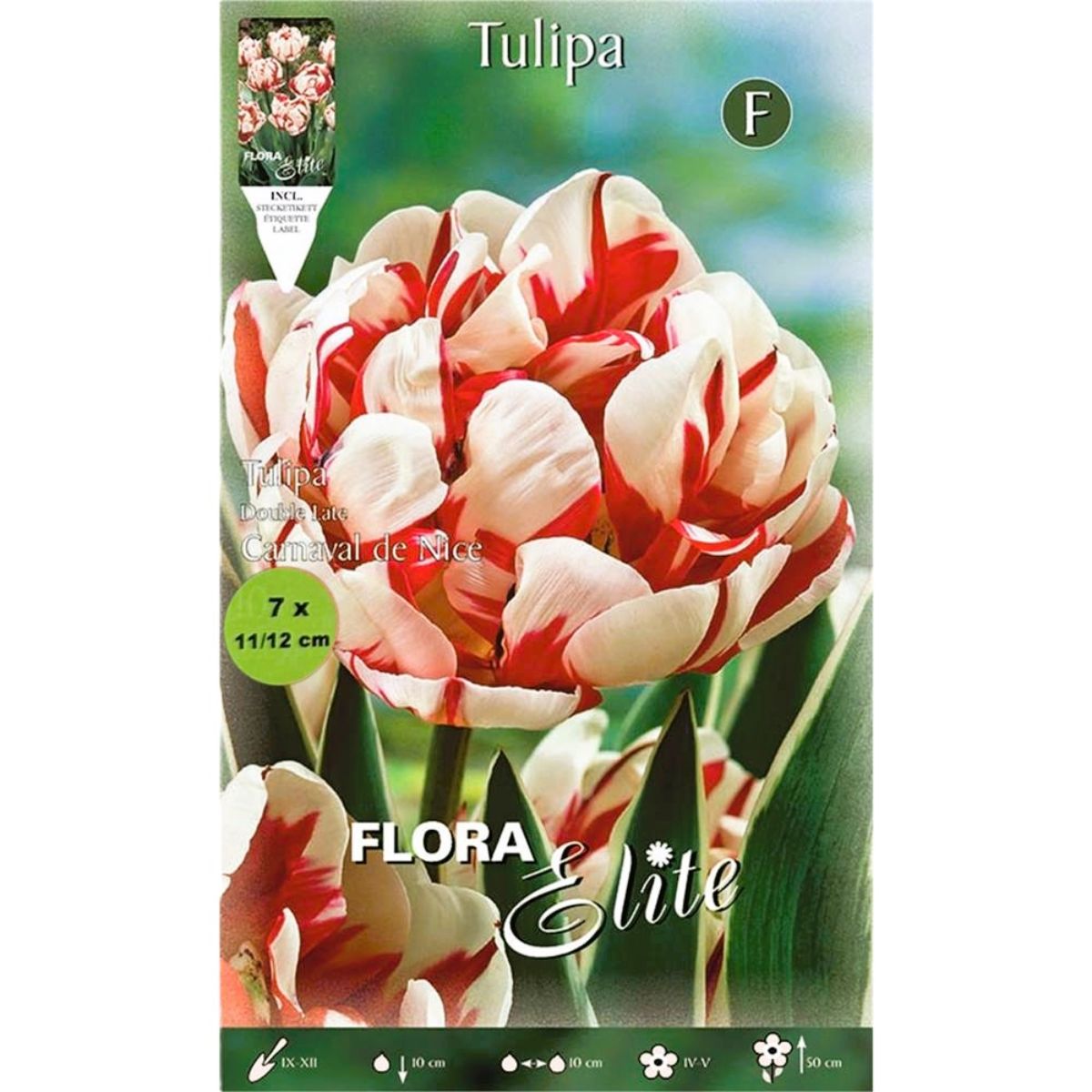Weiße und rote Tulpenzwiebeln 7 Stück