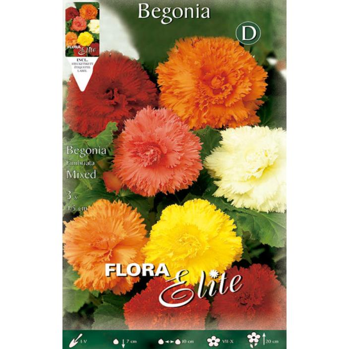 Begonia Fimbriata-Zwiebelmischung, 3 Stück