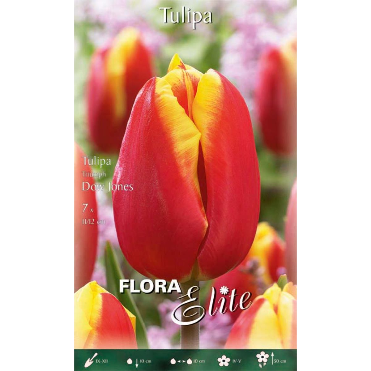 Bulbos Tulipán rojo borde amarillo 7 uds