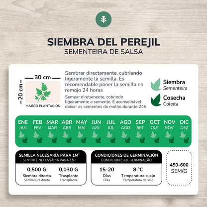 Bio-Saatgut der gewöhnlichen breitblättrigen Petersilie Planeta Huerto