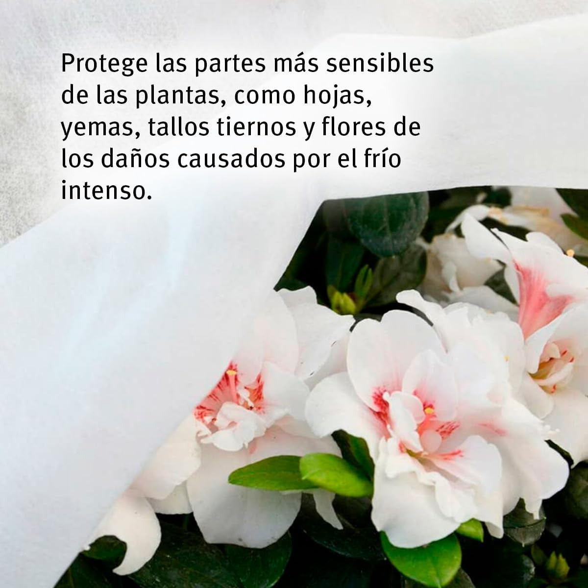 Toile de protection des cultures anti-gel Biotop 4 x 5 m 17 g/m²