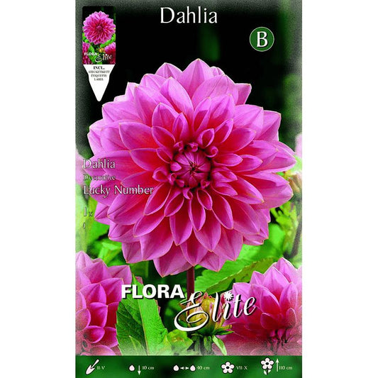 Decorative pink large flower dahlia bulb, 1 unit