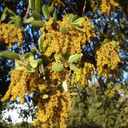 Biologische berghoning, Bona Mel 900 g