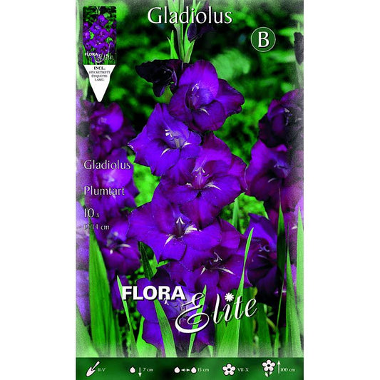 Lilac Gladiolus Bulbs 10 pcs