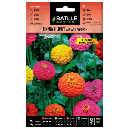 Graines de zinnia Liliput variées Pom Pom Batlle