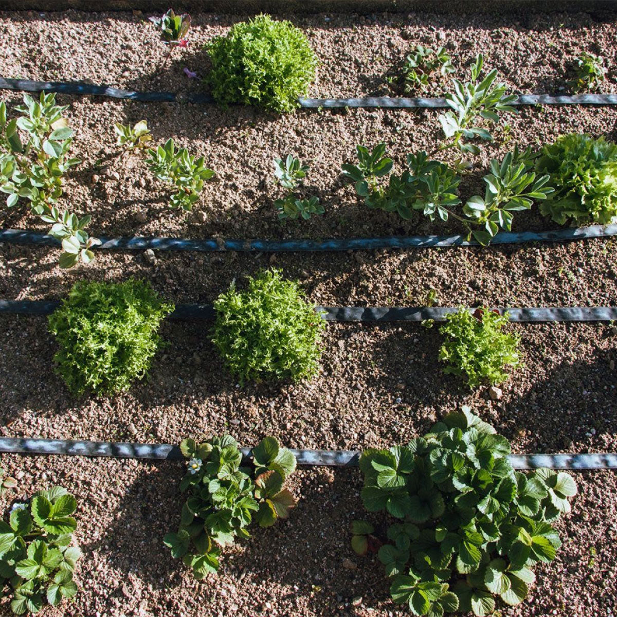 Garten Planeta Huerto Ausschwitzrolle 200 m