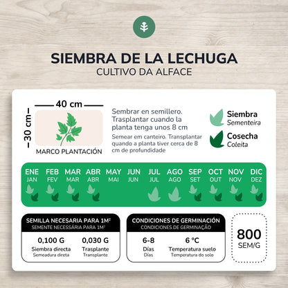 Semences de laitue beurre bio 4 saisons Planet Vegetable Garden