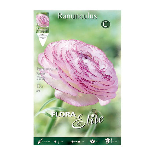 Bulbos Ranúnculo rosa 10 uds