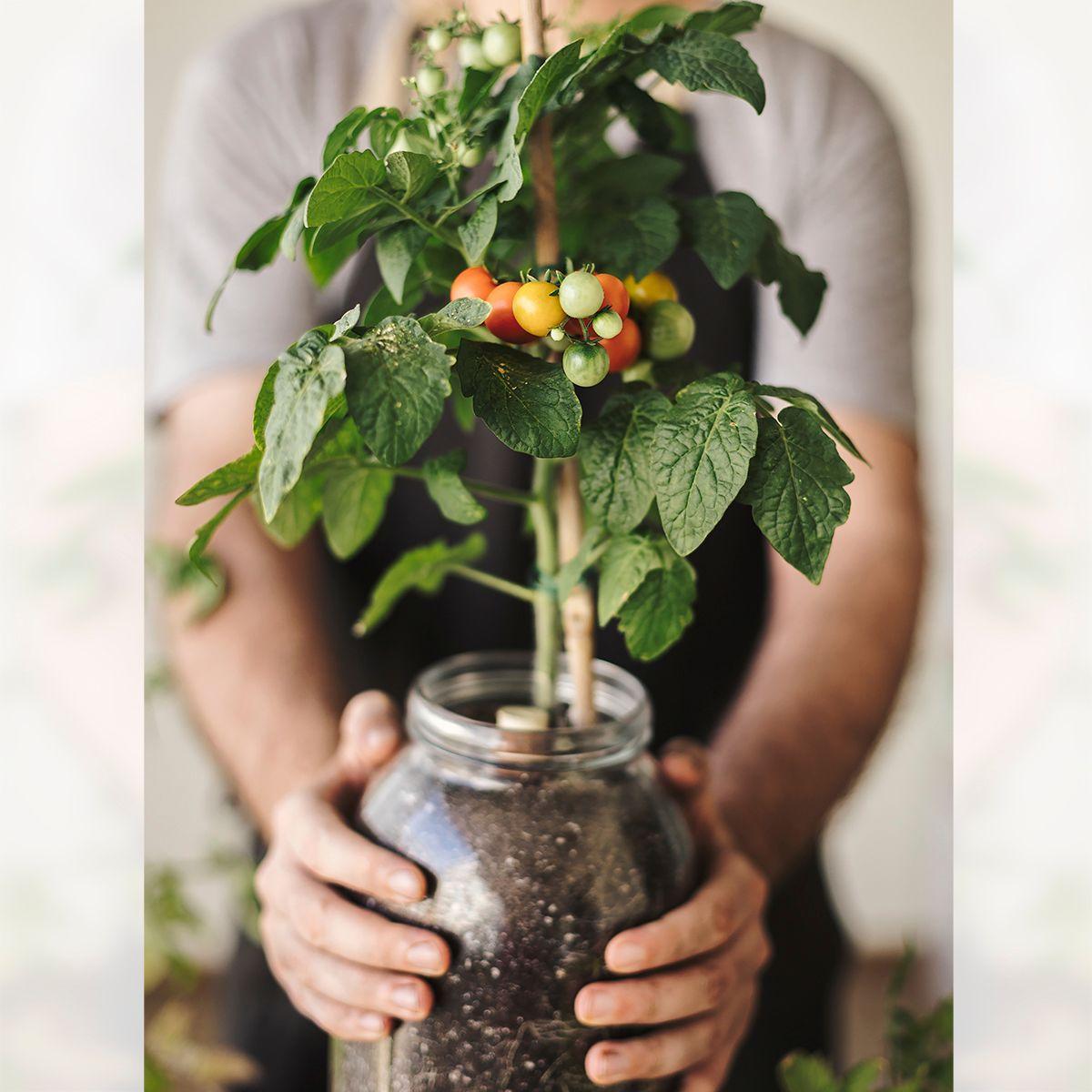 Kweekset voor binnen Cherrytomaten
