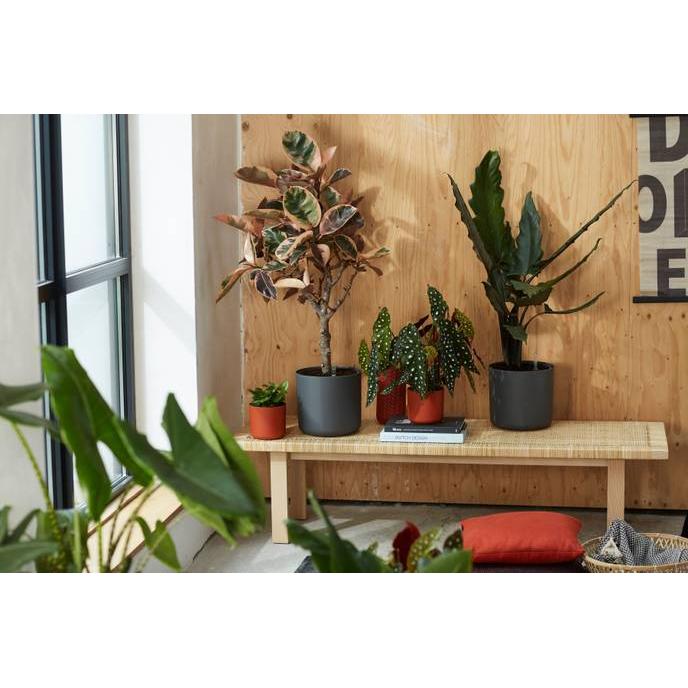 Blumentopf B.for Soft Round Elho Anthrazit 14 cm