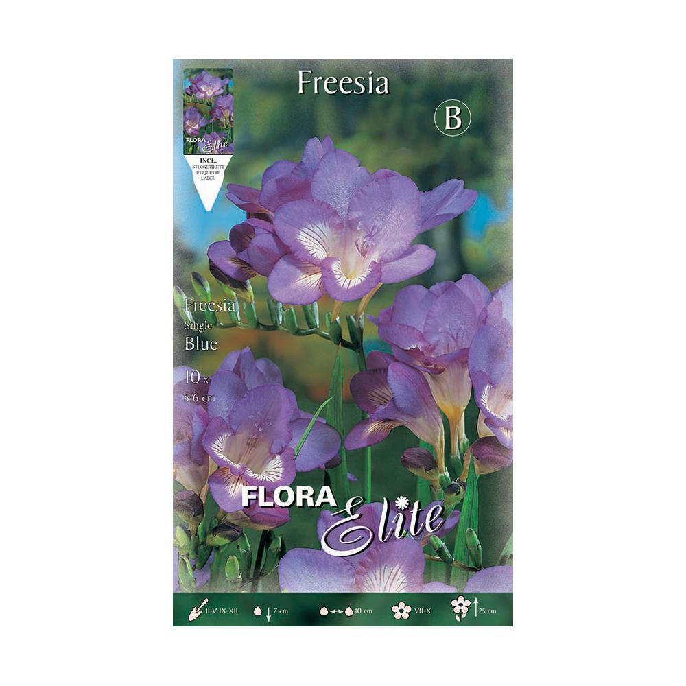 Single blue freesia bulbs 10 pcs