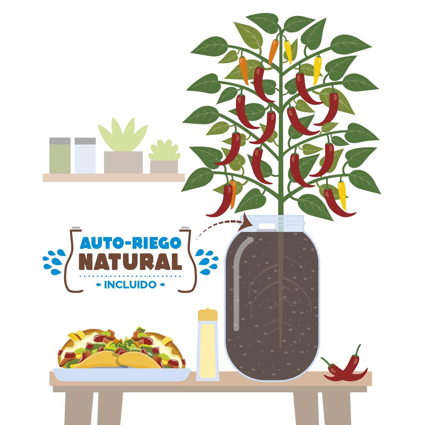 Indoor-Anbauset Snack-Paprika