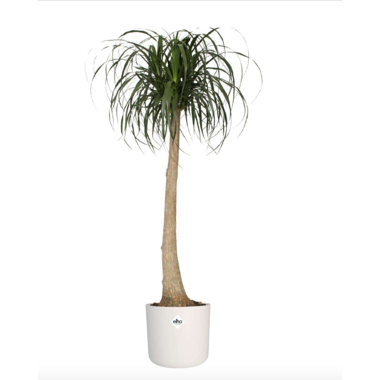 Pot de fleur B.for Soft Round Elho blanc 22 cm