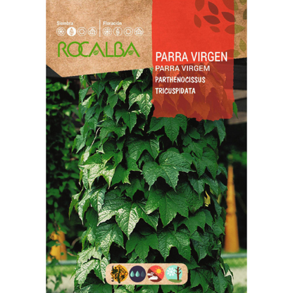 Semillas de Parra virgen Parthenocissus tricuspidat