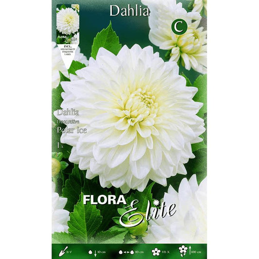 Pure white decorative dahlia bulb 1 pc