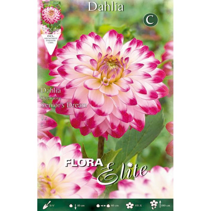 Bulbe de dahlia décoratif blanc à pointe rose 1 unité