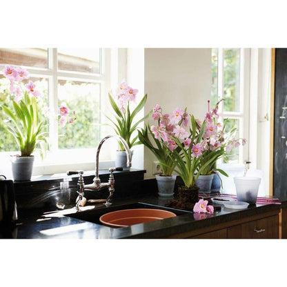 Vaso per orchidee Green Basics Elho trasparente 17 cm