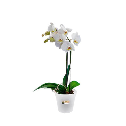Orchideeënpot Green Basics Elho Transparant 15 cm