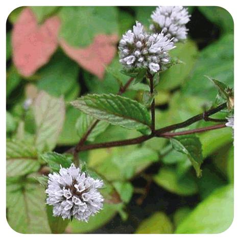 Olio essenziale di menta piperita Pranarôm 10 ml