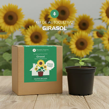 Kit per l'autocoltivazione del girasole Planeta Huerto