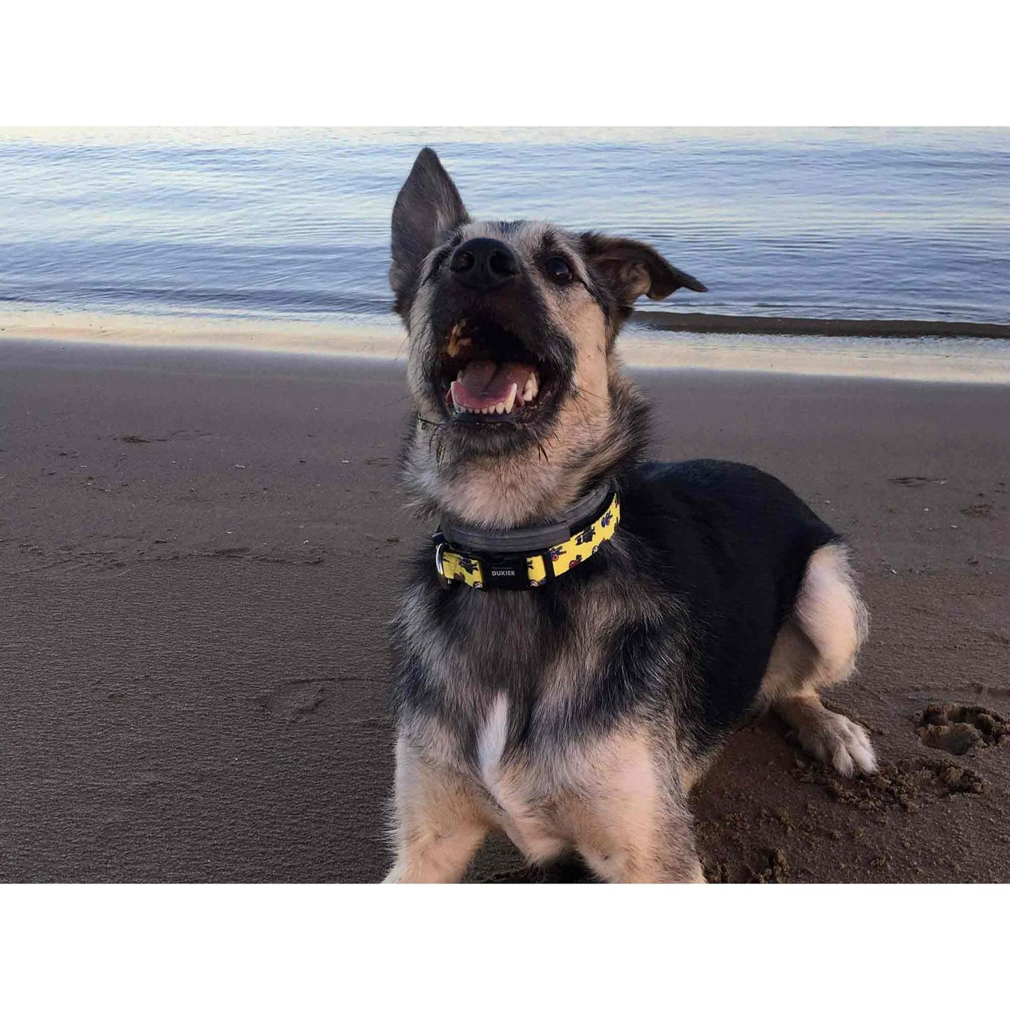 Obroża dla psa SUPERDOG Dukier XS