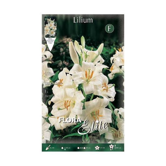 Liljepärm Lilium candicum 1 st