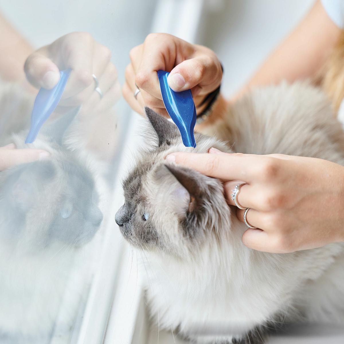 Calming Spot On  Pipettes apaisantes pour chats Beaphar 3x0,4 ml