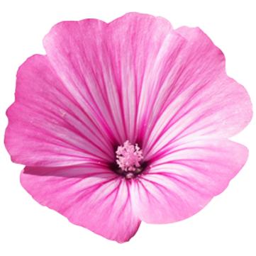 Gel nettoyant Basis Sensitive Lavera 125 ml