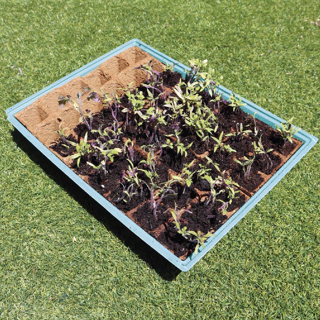 Saatgut-Set M mit Ersatzschalen 10 Stück Planeta Huerto