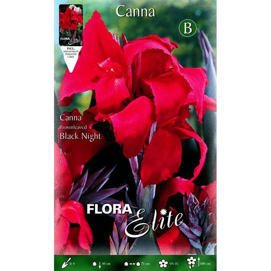 Röd Canna-lök med gröna blad 1 st
