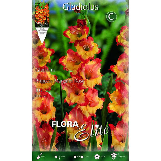 Gladioluslökar, orange med gul mitt, 10 st