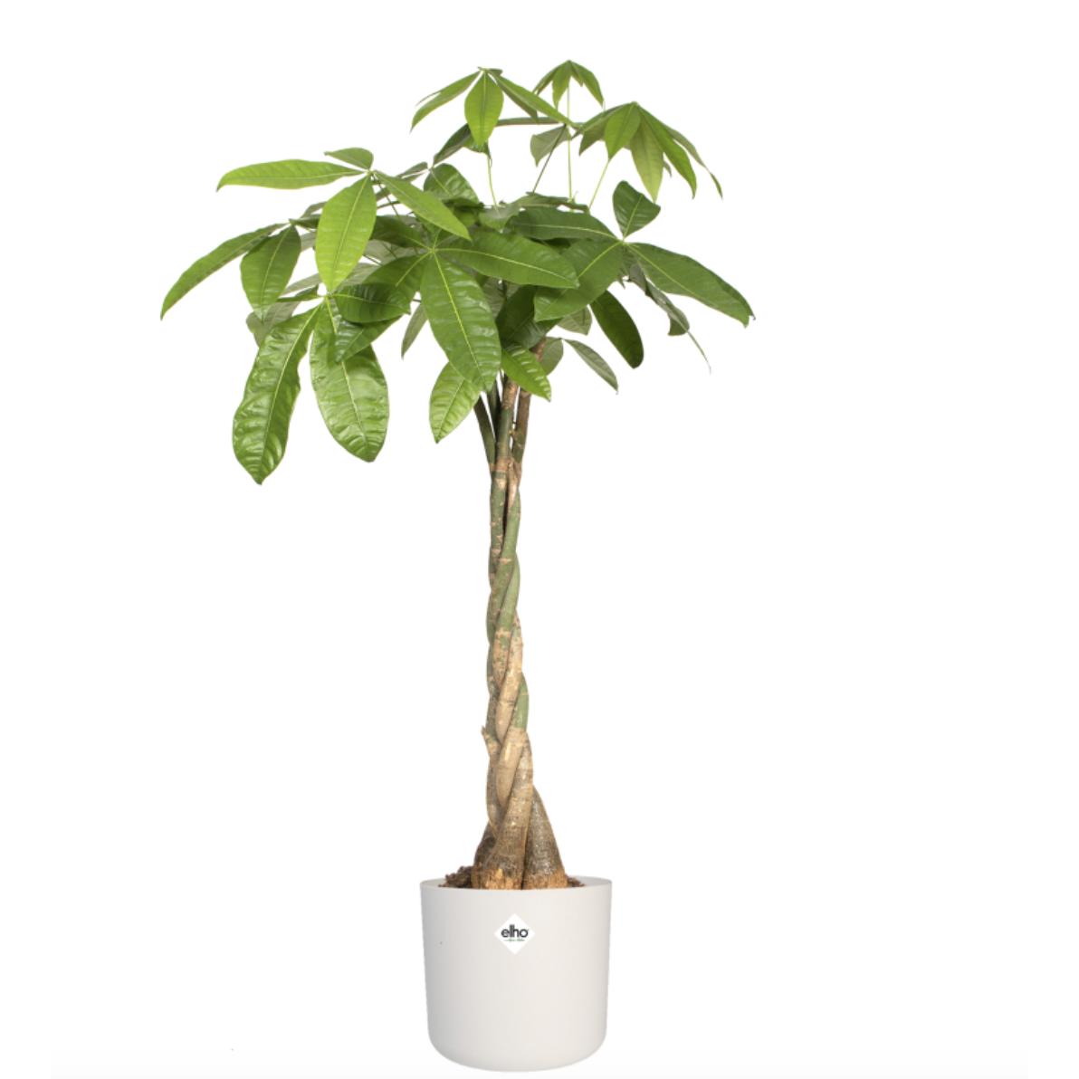 Pot de fleur B.for Soft Round Elho blanc 22 cm